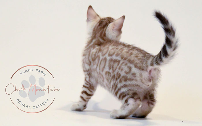 Bengal kitten for sale